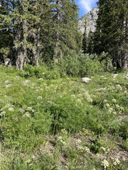Ligusticum filicinum