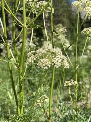 Ligusticum filicinum