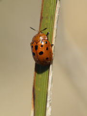 Chelymorpha phytophagica