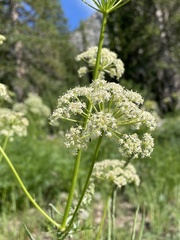 Ligusticum filicinum