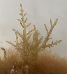 Chondria dasyphylla