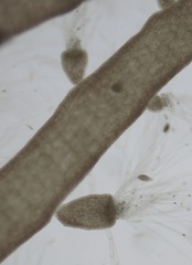Chondria dasyphylla