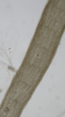 Chondria dasyphylla