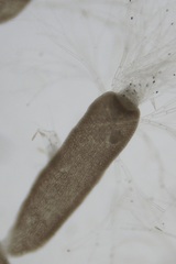 Chondria dasyphylla