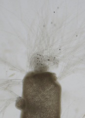 Chondria dasyphylla