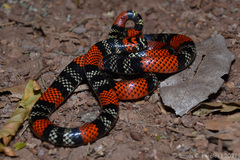 Micrurus altirostris