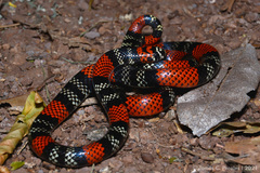 Micrurus altirostris