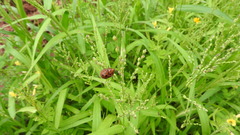 Chelymorpha gressoria