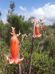 Cotyledon orbiculata oblonga