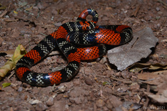 Micrurus altirostris