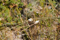 Epacris lanuginosa