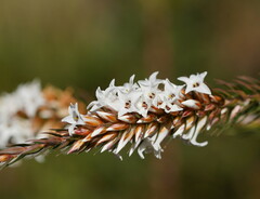 Epacris lanuginosa