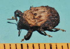 Blepiarda undulata