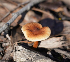 Pholiota communis