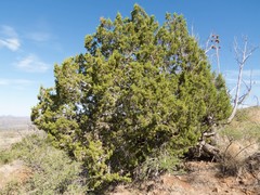 Juniperus arizonica