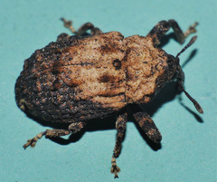 Blepiarda undulata