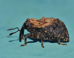 Blepiarda undulata