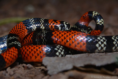 Micrurus altirostris