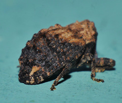 Blepiarda undulata