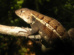 Sceloporus utiformis