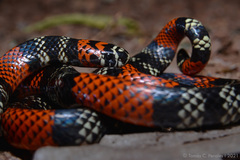 Micrurus altirostris