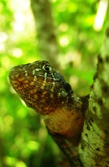 Sceloporus utiformis