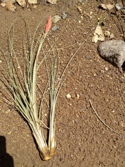 Tillandsia bartramii