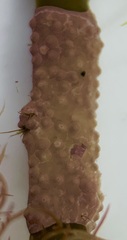 Titanoderma pustulatum