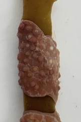Titanoderma pustulatum