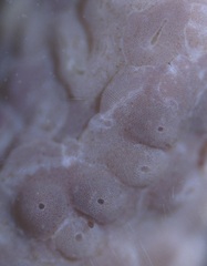 Titanoderma pustulatum