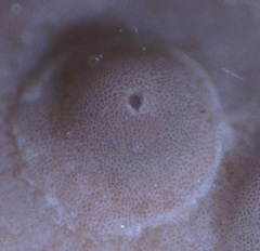 Titanoderma pustulatum
