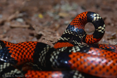 Micrurus altirostris