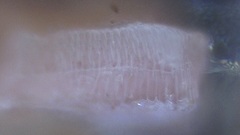 Titanoderma pustulatum