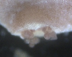 Titanoderma pustulatum
