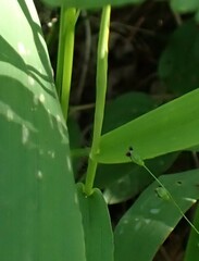 Dichanthelium xanthophysum