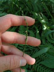 Dichanthelium xanthophysum