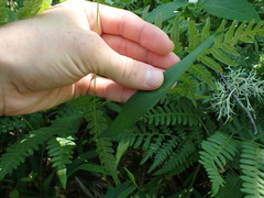 Dichanthelium xanthophysum