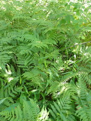 Dichanthelium xanthophysum