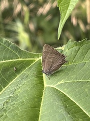 Satyrium caryaevorus