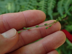 Dichanthelium xanthophysum