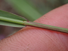 Bromus porteri