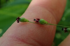 Dichanthelium xanthophysum