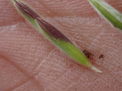 Bromus porteri