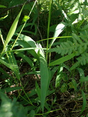 Dichanthelium xanthophysum