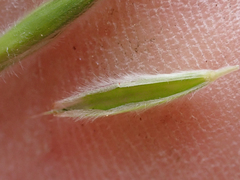 Bromus porteri