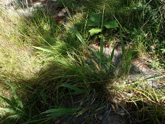 Dichanthelium xanthophysum