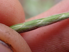 Bromus porteri
