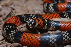 Micrurus altirostris