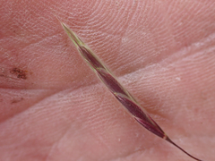Bromus porteri