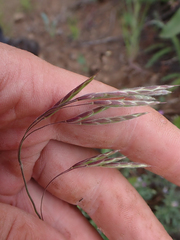 Bromus porteri